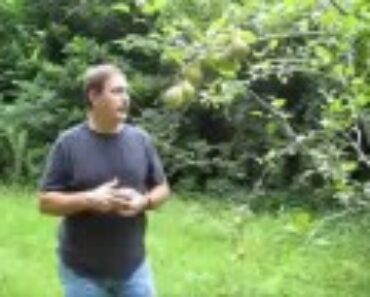 Pear trees and the urban survivalist
