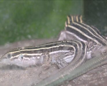 2 the Outdoors: Parthenogenesis
