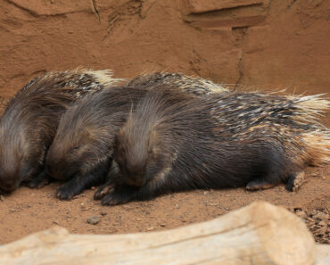 Hunting Porcupines: Good Eating in the Wild