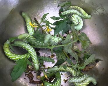 Prepper Garden Under Siege! Warning!: Not for the Squeemish! Help Needed!