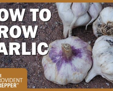 Garlic Is a Powerful Prepper Crop: How to Grow, Harvest and Store It