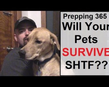 365 Challenge E37: Will your pets survive SHTF