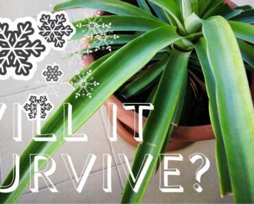 Can A Pineapple Plant Survive The Winter?