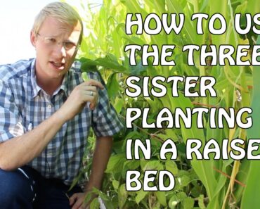 How To Use The Three Sisters Planting In Raised Beds