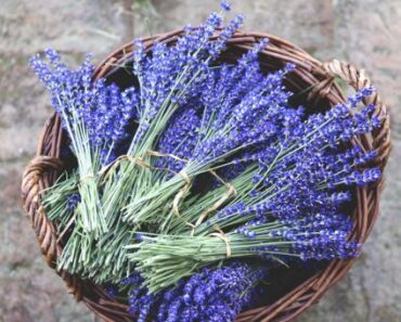 11 Medical Herbs that Work Wonders