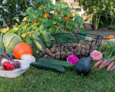 Vegetable garden: How to start one from scratch