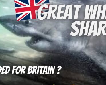 17ft Great White Shark tracked heading for Britain – here for Summer 2021?