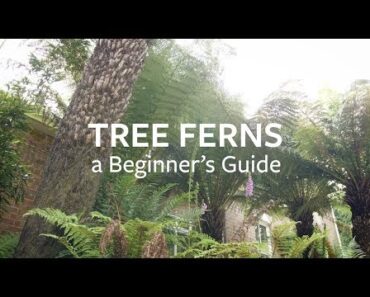 How to look after Tree Ferns | Grow at Home | RHS