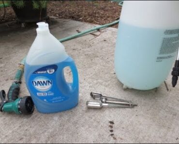 IMPROVED Soapy Water Insecticide Spray: Dawn Dish Soap