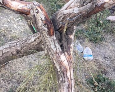 Survival technique trying to survive in the outdoors