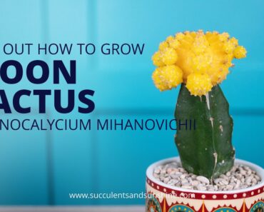 Learn how to properly care for Gymnocalycium mihanovichii "Moon Cactus"!