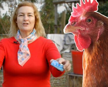 What to feed your chickens so they survive winter.