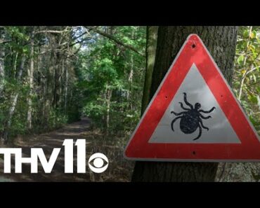 This year may be a worse tick season than usual in Arkansas