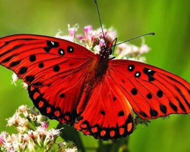 10 Flowers That Will Attract Colorful Butterflies To Your Garden