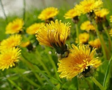 5 Forgotten Things Grandma Did With Dandelions