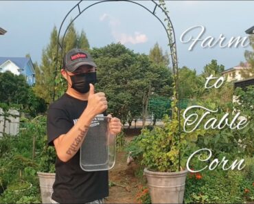Farm to Table | Corn From Neri's Backyard Garden