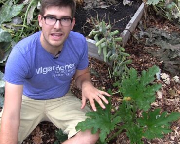 How to Revive Sick and Dying Plants