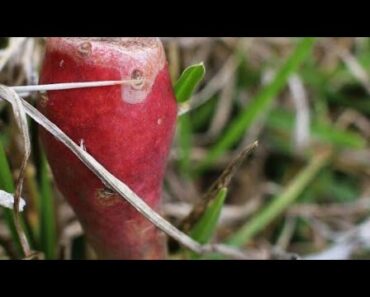 What Grows in Hot and Sandy Florida? (Survival Gardener Minute #021)