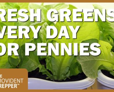 How to Grow Greens Indoors All Year Long