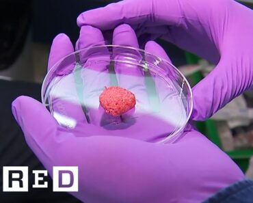 Inside the Quest to Make Lab Grown Meat | WIRED