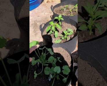 prepper garden tour and cannabis plants! #gardening #selfsustainability #survival #organic #freedom