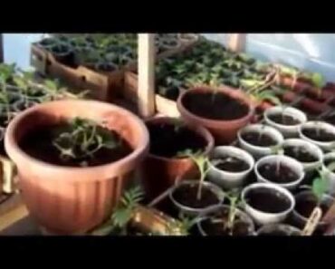 THE SURVIVALIST GARDENER (update 05 A)