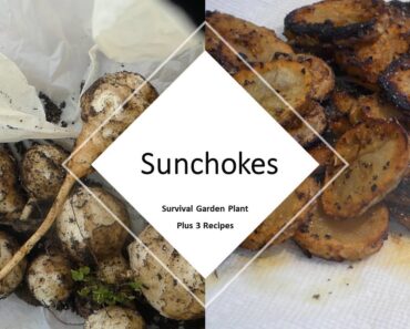 Survival Garden: Sunchokes Plus 3 Recipes