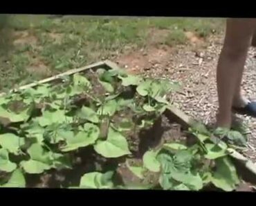 Spring Survival garden update.wmv