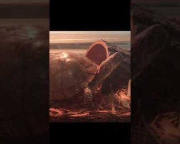 Turtle has Cracked Reflexes