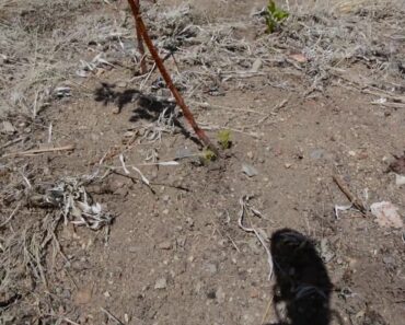 The Prepper's Garden – Vol. 7 – Why Berry Plants will Save You!!