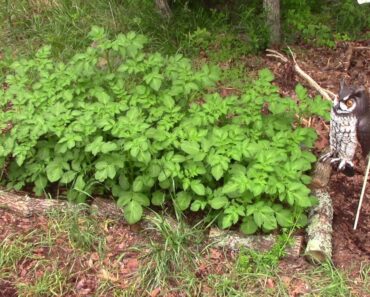 Woods / Stealth Survival Garden – Back to Eden Style – Update