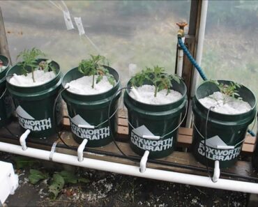 2020 Survival Vegetable Garden and Hydroponics Update