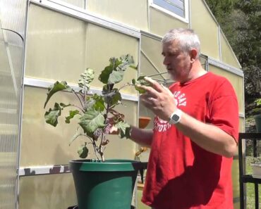 Survival Gardening – The Perennial Tree Collard