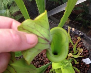 UK Prepper Greehouse Gardening