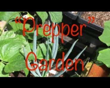 My “Prepper” garden 2020