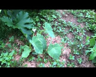 July 10, 2021 prepper pond ducks and garden