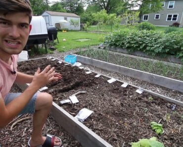 Just Some Random Tips and Tricks to Growing Beans From Seed