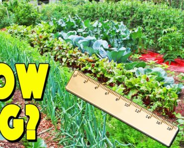 How Much To Plant For A Family Of 4 To Be Self Sufficient (7 Factors That WILL Impact Garden Size)