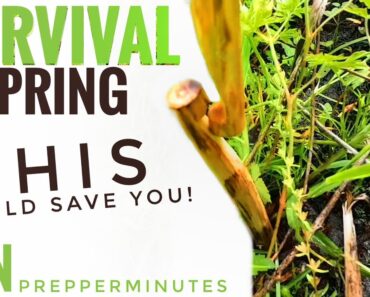 SURVIVAL SPRING SNARE | MARFOOGLE PREPPER MINUTES W/ SURVIVAL LIVING