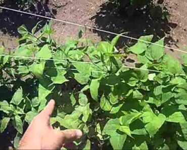 Ghostkamo Survival Garden Update #1