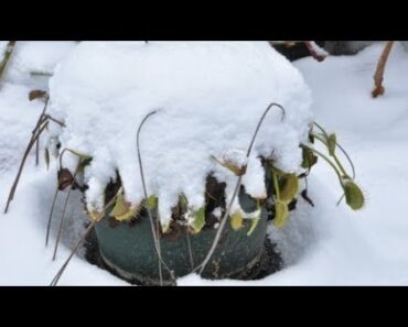 Can Flytraps (and Sarracenia) Survive Frost?