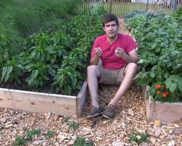 How we Grow a Massive Garden and RARELY Have to Water!