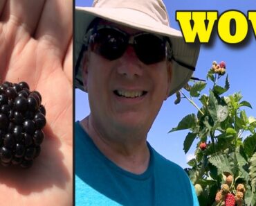 I FOUND THE SECRET TO BLACKBERRY PRODUCTION – PRIME ARK FREEDOM BLACKBERRIES