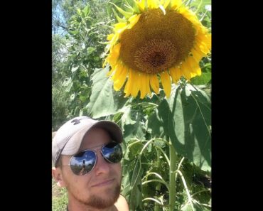 Growing HUGE Texas Mammoth Sunflowers "Prepper Crop"