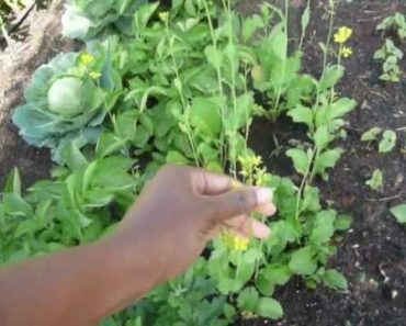 My Productive Little Survival Garden – Part 1 of 2