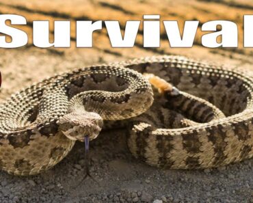 Snakebite! How to Survive Being Bitten by a Venomous Snake