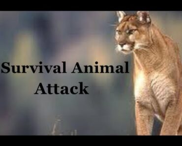 Survival Skills 101: How to Survive an Animal Attack while Hiking or Camping!