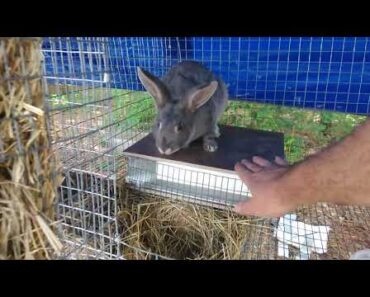 Prepper Tribe garden experiment and Rabbit cooling platform update