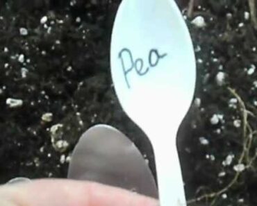 VR to The Lowbuck prepper garden update – cheap garden marker ideas
