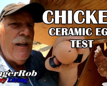 Chicken Ceramic Eggs, Lets See If We Can Trick Our Chickens